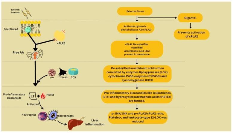 This pathophysiology diagram illustrates the arachidonic acid (AA) metabolism pathway and its contribution to liver inflammation, alongside the inhibitory effect of gigantol. The flowchart is organized in a top-down hierarchical sequence. At the start, 'External Stresses' activate cytosolic phospholipase A2 (cPLA2), which de-esterifies 'Esterified AA' embedded within the cell membrane. This release produces 'Free AA'. The diagram depicts the subsequent conversion of free AA by three key enzymatic groups: lipoxygenases (LOX), cytochrome P450 enzymes (CYP450), and cyclooxygenase (COX). These enzymatic reactions generate pro-inflammatory eicosanoids, specifically leukotrienes (LTs) and hydroxyeicosatetraenoic acids (HETEs). These mediators lead to the activation of neutrophils and macrophages, resulting in liver inflammation. A parallel branch shows that the compound Gigantol acts to prevent the activation of cPLA2, thereby mitigating the inflammatory cascade. The visual features icons representing molecular structures, stylized enzymes, and anatomical liver sketches to reinforce the clinical relevance of lipid signaling in hepatology and immunology.