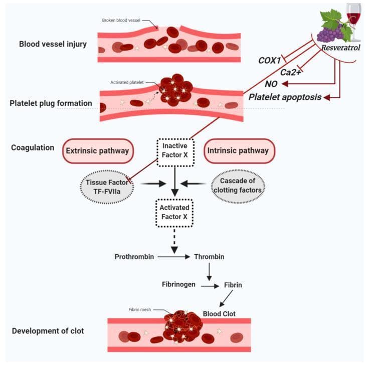 This pathophysiology diagram illustrates the process of hemostasis and the inhibitory mechanisms of resveratrol on platelet function. The central vertical flow depicts the sequence of events following a blood vessel injury: (1) Blood vessel injury, (2) Platelet plug formation involving activated platelets, (3) Coagulation, and (4) Development of a blood clot with a fibrin mesh. The coagulation cascade highlights the convergence of the extrinsic pathway (Tissue Factor: TF-FVIIa) and the intrinsic pathway (cascade of clotting factors) onto Inactive Factor X. Activated Factor X then facilitates the conversion of Prothrombin to Thrombin, and Fibrinogen to Fibrin. Interacting with these pathways, the diagram shows Resveratrol's antiplatelet effects through the inhibition of COX1, reduction of calcium (Ca2+) and nitric oxide (NO) concentrations, and the induction of platelet apoptosis. Additionally, Resveratrol is shown to inhibit the TF-FVIIa complex within the extrinsic pathway. The illustration uses a combination of anatomical cross-sections and biochemical flowcharts to detail secondary hemostasis and pharmacodynamic interactions relevant to cardiovascular health.