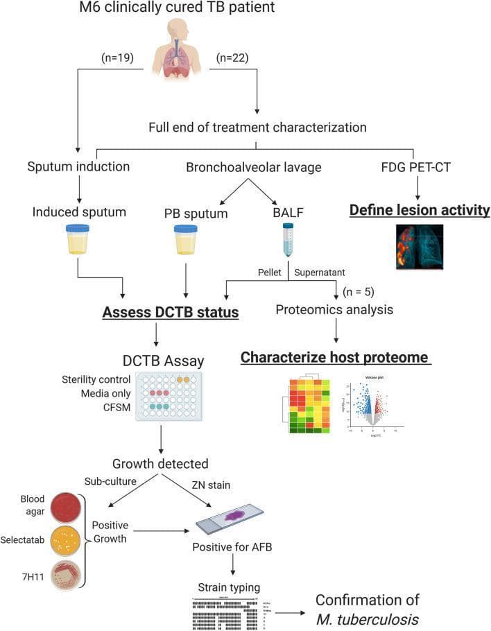 This medical flowchart details the research workflow for investigating a sterilizing cure in clinically cured Tuberculosis (TB) patients at the 6-month (M6) post-treatment milestone. The diagram outlines two patient cohorts (n=19 and n=22), with the latter undergoing 'Full end of treatment characterization.' Key diagnostic and investigative modalities include FDG PET-CT for defining lung lesion activity and sample collection via sputum induction (induced sputum) and bronchoscopy (post-bronchoscopy (PB) sputum and Bronchoalveolar Lavage Fluid (BALF)). The methodology pathways show the assessment of Differentially Culturable Mycobacterium tuberculosis (DCTB) status and host proteome characterization via TMT-based proteomics (Heatmap and Volcano Plot). The DCTB assay branch describes the laboratory progression from growth detection in Culture Filtrate Supplemented Media (CFSM) to sub-culturing on blood agar, Selectatab, and 7H11 agar. Confirmatory steps include Ziehl-Neelsen (ZN) staining to identify Acid-Fast Bacilli (AFB) and strain typing via spoligotyping for the final confirmation of M. tuberculosis. This schematic serves as an educational tool for pulmonary medicine and clinical microbiology research.