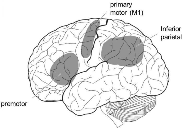 This anatomical diagram provides a lateral view of the human brain, specifically illustrating the cortical regions associated with the mirror neuron system. The line drawing highlights three key functional areas using shaded gray overlays and text labels: the premotor area in the frontal lobe, the primary motor cortex (M1) along the precentral gyrus, and the inferior parietal lobule in the parietal lobe. The diagram clearly depicts the complex surface anatomy of the cerebral cortex, including its gyri and sulci, which define the boundaries of these functional regions. The cerebellum is also visible inferiorly to the occipital and temporal lobes. This illustration is designed to teach the neuroanatomical basis of action-observation processing, demonstrating how the brain bridges visual perception of others' actions with its own motor representation. It is an educational resource suitable for neuroscience and clinical neurology, focusing on sensory-motor integration and the physiological mechanisms of social cognition.