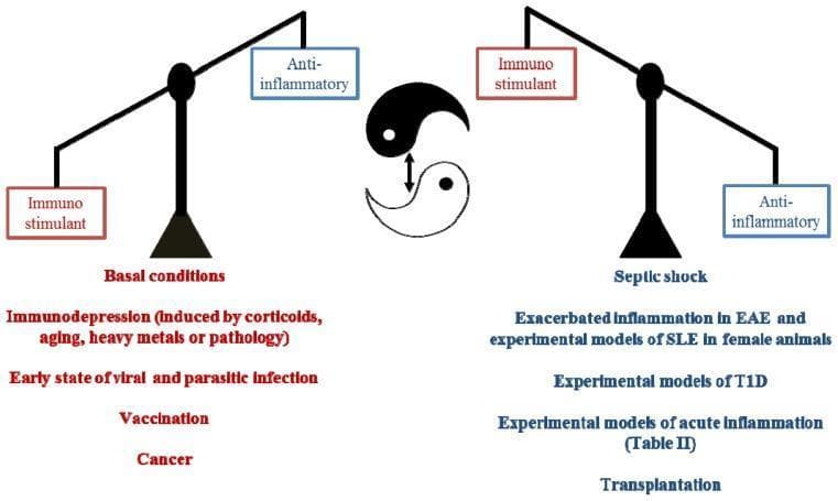 A pathophysiology diagram illustrating the dual role of melatonin as an 'immunological buffer.' The visual is organized into two contrasting sections separated by a central yin-yang symbol with a double-headed arrow, representing dynamic equilibrium. The left side, labeled 'Basal conditions' in red text, features a balance scale weighted toward 'Immunostimulant' (red box) over 'Anti-inflammatory' (blue box). It lists scenarios requiring immune enhancement: immunodepression (due to corticoids, aging, or pathology), early viral/parasitic infections, vaccination, and cancer. The right side, labeled 'Septic shock' in blue text, features a scale weighted toward 'Anti-inflammatory' (blue box) over 'Immunostimulant' (red box). This side lists conditions of exacerbated inflammation, including experimental models of SLE, EAE, Type 1 Diabetes (T1D), acute inflammation, and transplantation. The diagram demonstrates melatonin's pleiotropic ability to stimulate the immune system under basal/suppressed states while providing anti-inflammatory regulation during hyper-inflammatory crises.