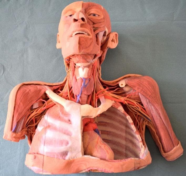 This photograph displays a high-fidelity, life-sized 3D-printed anatomical model of a human head, neck, and upper torso, based on scanned cadaveric prosections. The model utilizes a layered dissection approach to illustrate regional anatomy and topography. In the head and neck, a hemifacial dissection reveals superficial facial musculature (e.g., orbicularis oculi and oris) on one side, while the neck highlights neurovascular structures, including the carotid arteries (red) and jugular veins (blue) flanking the trachea. The thoracic region features a windowed dissection; the right side retains the anterior rib cage and lung, whereas the left side is opened to show the mediastinum containing the heart and major vessels like the aorta. Proximal upper extremities demonstrate musculoskeletal anatomy, specifically the deltoid and brachial muscles, interspersed with neurovascular bundles and plexuses. This anatomical diagram serves as a realistic educational tool for medical students to study spatial relationships and structural depth without the need for traditional formaldehyde-fixed specimens.
