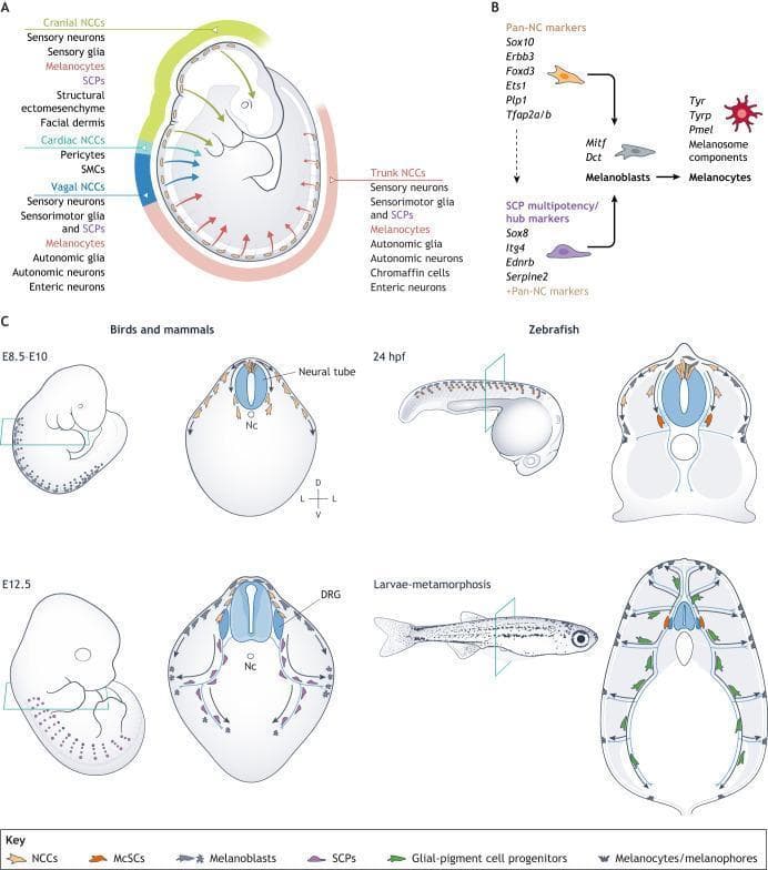 This composite educational diagram illustrates the embryonic origins and differentiation pathways of melanocytes from neural crest cells (NCCs). Section A displays a sagittal view of an embryo, mapping the regional fates of cranial, cardiac, vagal, and trunk NCCs. Cranial NCCs differentiate into sensory neurons, glia, melanocytes, and facial ectomesenchyme. Vagal and trunk NCCs contribute to the enteric and autonomic nervous systems and melanocyte lineages. Section B outlines the molecular progression from Pan-NC markers (Sox10, Foxd3) to Schwann cell precursors (SCPs) and melanoblasts, triggered by the Mitf transcription factor to produce mature melanocytes. Section C provides comparative embryology across species. In birds and mammals, it shows melanoblast migration from the neural tube at E8.5-E10 toward the dorsal root ganglion (DRG) and epidermis by E12.5. In zebrafish, it highlights the transition from 24 hours post-fertilization (hpf) to metamorphosis, showing the emergence of melanophores from glial-pigment cell progenitors along peripheral nerves. Key anatomical landmarks include the neural tube, notochord (Nc), and DRG, emphasizing the dual origin of melanocytes from direct NCC migration and nerve-associated progenitors.