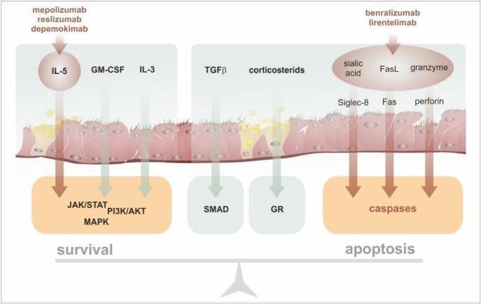 A medical illustration depicting the molecular mechanisms of action for antieosinophil biologicals and their impact on eosinophil life cycle. The diagram is structured as a balance between 'survival' and 'apoptosis'. On the left (survival), biologicals like mepolizumab, reslizumab, and depemokimab target IL-5, blocking its downstream signaling through the cell membrane. Other prosurvival inputs shown include GM-CSF and IL-3, which activate intracellular pathways such as JAK/STAT, PI3K/AKT, and MAPK. In the center, inhibitory and regulatory signals like TGFβ and corticosteroids act via SMAD and the glucocorticoid receptor (GR), respectively. On the right (apoptosis), biologicals like benralizumab and lirentelimab are shown inducing cell death. This process involves the inhibitory receptor Siglec-8 (interacting with sialic acid), the Fas receptor (interacting with FasL), and the perforin/granzyme pathway, all converging on the activation of intracellular caspases. The illustration highlights how different pharmacotherapies modulate these signaling pathways to reduce eosinophil counts in conditions such as severe eosinophilic asthma.