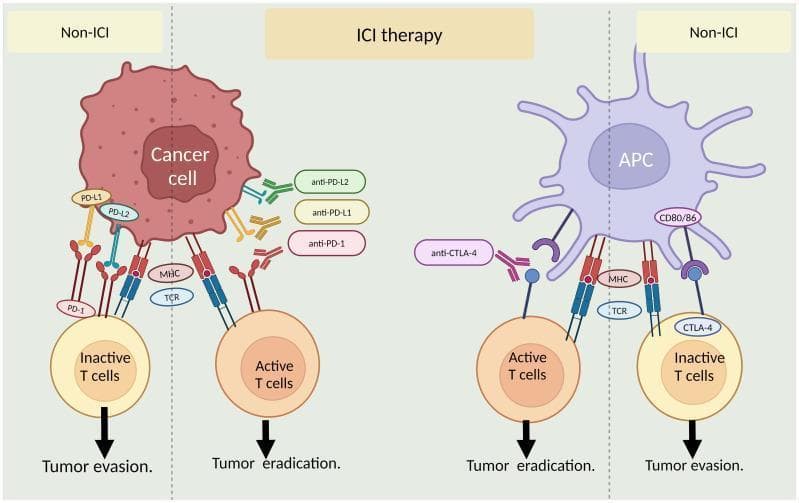A pathophysiology diagram illustrating the mechanism of immune checkpoint inhibitors (ICI) in cancer immunotherapy. The illustration is divided into two main panels comparing 'Non-ICI' and 'ICI therapy' conditions. The left panel depicts interactions between a cancer cell and a T-cell; in the 'Non-ICI' state, PD-L1/PD-L2 on the cancer cell binds to PD-1 on the T-cell, leading to T-cell inactivation and tumor evasion. Under 'ICI therapy,' antibodies (anti-PD-1, anti-PD-L1, anti-PD-L2) block these inhibitory receptors, resulting in an active T-cell and tumor eradication. The right panel shows the interaction between an antigen-presenting cell (APC) and a T-cell. In the 'Non-ICI' state, CD80/86 on the APC binds to CTLA-4 on the T-cell, causing inactivation and tumor evasion. Under 'ICI therapy,' anti-CTLA-4 antibodies block this pathway, facilitating T-cell activation and tumor eradication. Both panels include common MHC-TCR complex signaling. This educational graphic demonstrates how monoclonal antibodies restore the anti-tumor immune response by preventing inhibitory checkpoint signaling.