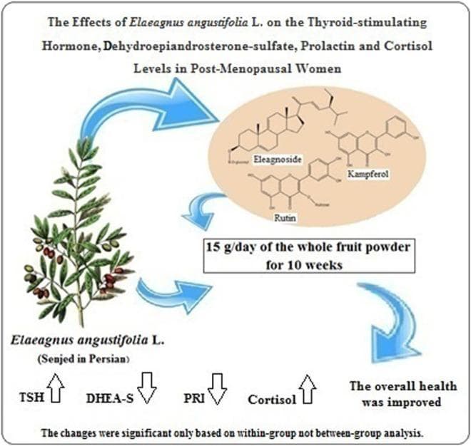 This infographic depicts a pathophysiology diagram outlining the clinical effects of Elaeagnus angustifolia L. (Senjed) on the endocrine profile of post-menopausal women. The visual components include a botanical illustration of the plant with its leaves and fruits, linked via directional blue arrows to its primary phytochemical constituents: Eleagnoside, Kampferol, and Rutin. The diagram specifies a therapeutic regimen of 15 grams per day of whole fruit powder for a 10-week duration. The clinical outcomes are represented by directional arrows indicating hormonal modulation: an increase in Thyroid-stimulating hormone (TSH) and Cortisol, and a decrease in Dehydroepiandrosterone-sulfate (DHEA-S) and Prolactin (PRI). A concluding statement indicates that the intervention improved overall health, though it notes that these hormonal changes were statistically significant based on within-group rather than between-group analysis. This resource is intended for medical education regarding herbal medicine, endocrinology, and menopausal health management.