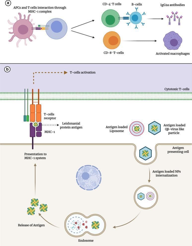 This medical illustration depicts the mechanisms of adaptive immunity and nano-adjuvant mediated antigen delivery, specifically in the context of Leishmaniasis. Section (a) shows an anatomical diagram of the interaction between an Antigen-Presenting Cell (APC) and a T-cell via the MHC-1 complex. This signaling pathway leads to the differentiation of CD4+ T-cells, which stimulate B-cells to produce IgG2a antibodies, and CD8+ T-cells, which lead to the activation of macrophages. Section (b) illustrates a pathophysiology diagram of a nanosystem-based vaccine delivery. It details the internalization of antigen-loaded liposomes and QB-virus-like particles by an APC. Inside the cell, the antigens are released from endosomes and presented to the MHC-1 system. This complex then interacts with the T-cell receptor (TCR) on a cytotoxic T-cell, triggering T-cell activation. The diagram serves as an educational resource for understanding immunological responses and targeted drug delivery systems in infectious disease management.