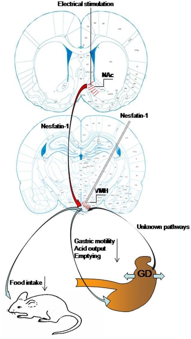 This medical schematic illustrates the neuroanatomical pathways and physiological mechanisms regulating gastric function and food intake. The diagram features two coronal sections of a rat brain, highlighting key neuroanatomical structures in blue (ventricles) and specific nuclei. In the superior section, electrical stimulation is applied to the Nucleus Accumbens (NAc). A nesfatinergic projection (indicated by a red arrow labeled 'Nesfatin-1') extends from the NAc to the Ventromedial Hypothalamus (VMH) shown in the inferior section. The VMH is also targeted via direct Nesfatin-1 injection. The pathway continues from the VMH to peripheral targets: a black line labeled 'Unknown pathways' connects to the stomach, where Gastric Distension (GD) is indicated by bidirectional arrows. Functional outcomes of VMH activation are represented by downward arrows indicating inhibition of gastric motility, acid output, and emptying. Finally, a connection to a whole-animal illustration shows a reduction in food intake. This pathophysiology diagram explains how the NAc-VMH circuit modulates autonomic gastric responses and satiety behavior via nesfatin-1 signaling.