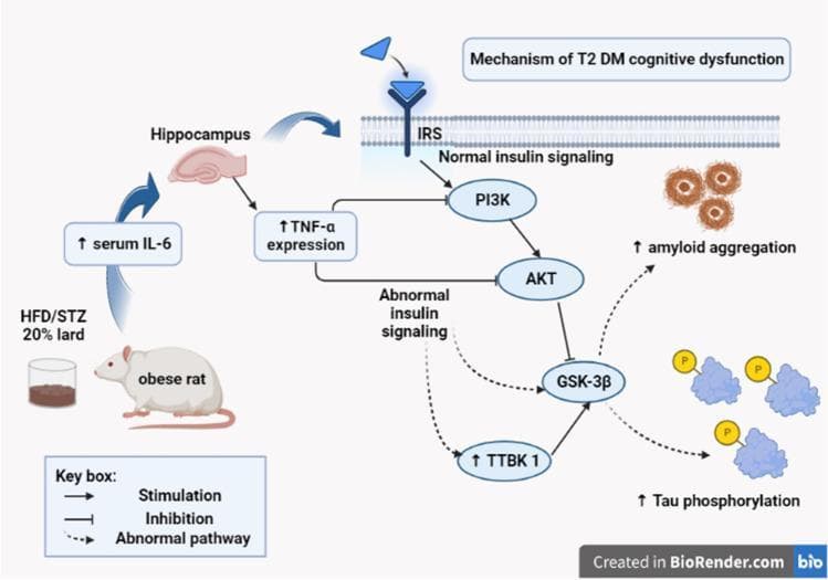 A pathophysiology diagram illustrating the molecular mechanisms linking Type 2 Diabetes Mellitus (T2DM) to cognitive dysfunction. The pathway begins with a High-Fat Diet (HFD) and Streptozotocin (STZ) induction in a rat model, leading to increased serum Interleukin-6 (IL-6) and subsequent hippocampal TNF-α expression. This inflammatory state disrupts normal insulin signaling at the Insulin Receptor Substrate (IRS) level. Under normal conditions, IRS stimulates the PI3K/AKT pathway. However, the diagram shows an 'abnormal pathway' where increased TNF-α leads to decreased PI3K and AKT activity. This downregulation fails to inhibit Glycogen Synthase Kinase 3 beta (GSK-3β). Simultaneously, there is an upregulation of Tau Tubulin Kinase 1 (TTBK 1). The synergistic effect of increased GSK-3β and TTBK 1 activity drives the hallmark pathological features of Alzheimer-like neurodegeneration: increased amyloid aggregation and increased tau phosphorylation. The diagram uses solid arrows for stimulation, T-bars for inhibition, and dashed arrows to represent abnormal disease-state pathways.