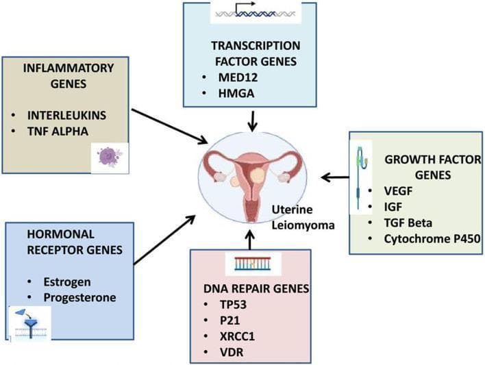 A pathophysiology diagram illustrating the genetic and epigenetic factors involved in the pathogenesis of uterine leiomyoma (fibroids). The central visual element is an anatomical illustration of a uterus with multiple intramural and subserosal leiomyomas, labeled 'Uterine Leiomyoma.' Surrounding this central figure are five color-coded categorical boxes with arrows pointing toward the uterus, indicating their contributory roles. The categories and specific genes/factors listed include: 1) Inflammatory Genes (Interleukins, TNF Alpha); 2) Transcription Factor Genes (MED12, HMGA); 3) Growth Factor Genes (VEGF, IGF, TGF Beta, Cytochrome P450); 4) DNA Repair Genes (TP53, P21, XRCC1, VDR); and 5) Hormonal Receptor Genes (Estrogen, Progesterone). Each category box is accompanied by a small icon representing biological structures like DNA strands or receptors. This educational diagram is intended for oncology and gynecology curricula to summarize the polygenic nature of fibroid development and susceptibility.