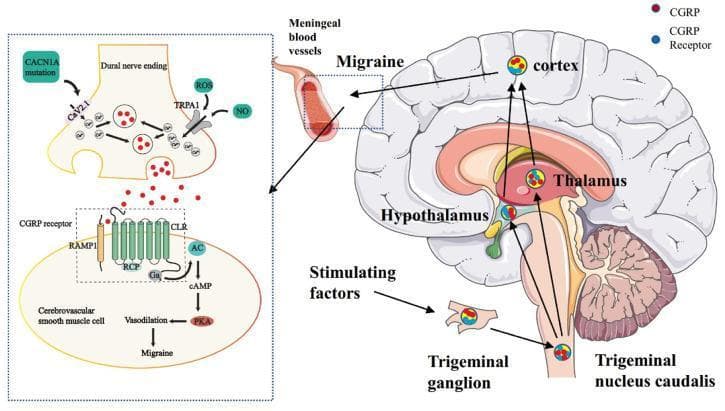This medical illustration depicts the pathophysiology of the trigeminovascular system in migraine. The right panel shows a sagittal view of the human brain, mapping the ascending pain pathway from meningeal blood vessels through the trigeminal ganglion to the trigeminal nucleus caudalis (TNC) in the brainstem. From the TNC, signals project to the hypothalamus, thalamus, and cerebral cortex. The left panel provides a detailed molecular view of the neurovascular junction. It shows a dural nerve ending where reactive oxygen species (ROS) and nitric oxide (NO) activate the TRPA1 channel, while a CACN1A mutation affects the CaV2.1 channel. Both pathways lead to calcium influx and the exocytosis of Calcitonin Gene-Related Peptide (CGRP). CGRP binds to its receptor (comprising RAMP1, CLR, and RCP) on a cerebrovascular smooth muscle cell. This binding activates adenylate cyclase (AC), increasing cAMP and Protein Kinase A (PKA), ultimately causing vasodilation and migraine symptoms.