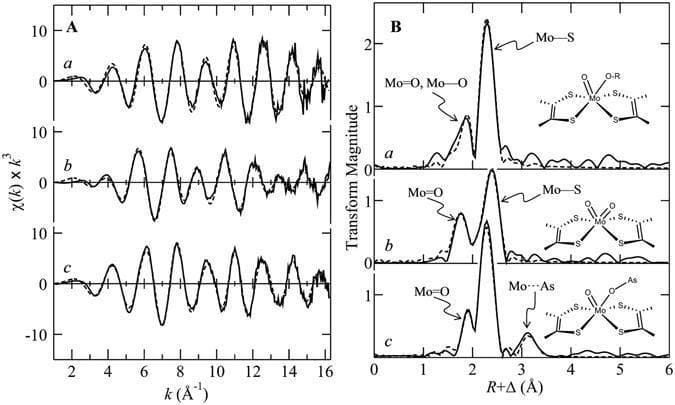 This diagnostic scientific figure displays Mo K-edge Extended X-ray Absorption Fine Structure (EXAFS) data (Panel A) and corresponding Fourier transforms (Panel B) for the arsenite oxidase (Aio) enzyme from Rhizobium sp. str. NT-26. The data compares three redox states: (a) as-isolated enzyme, (b) ferricyanide-oxidized Aio, and (c) enzyme reduced with excess arsenite. Panel A shows the k-cubed weighted EXAFS oscillations as a function of wavevector k, with solid lines representing experimental data and dashed lines showing best fits. Panel B provides phase-corrected Fourier transforms indicating interatomic distances (R + Δ in Å). Key peaks identified include molybdenum-oxygen (Mo=O, Mo-O), molybdenum-sulfur (Mo-S), and molybdenum-arsenic (Mo⋯As) interactions. Insets in Panel B provide schematic structural models of the molybdenum coordination environment, illustrating the transitions between mono-oxo and cis-dioxo configurations and the binding of arsenite. This material illustrates the structural pathophysiology of metal-containing enzymes relevant to cellular toxicology and metabolic oxidation-reduction processes.