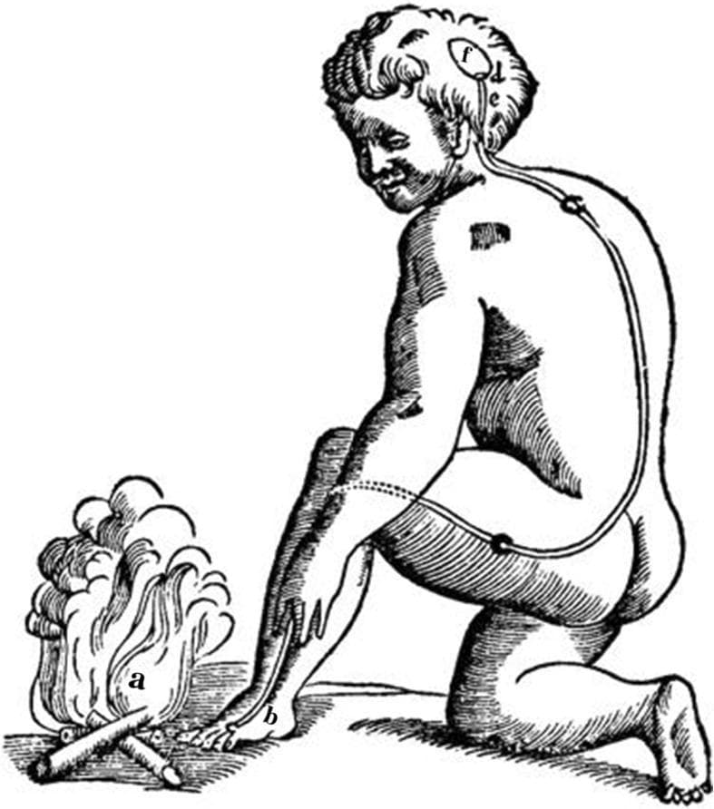 This historical anatomical illustration depicts René Descartes' early 17th-century mechanistic theory of the reflex arc. The diagram shows a human figure kneeling by a fire, illustrating the physiological response to a noxious stimulus. Key elements are labeled to represent a functional pathway: (a) indicates the external stimulus (fire); (b) represents the peripheral sensory site on the skin of the foot; (c) shows a 'fine thread' or nerve fiber extending from the foot, up the leg and back, to the head. The path includes nodes representing the spinal column or ganglia. Within the brain, (d) and (e) represent mechanical valves that govern the release of 'animal spirits' from a central cavity (f). This anatomical diagram serves as a foundational concept in the history of neuroscience, demonstrating an early understanding of the stimulus-response pathway, where sensory input travels to the central nervous system to trigger a motor reflex. It is a critical visual resource for teaching the evolution of neurophysiology and the history of medicine.