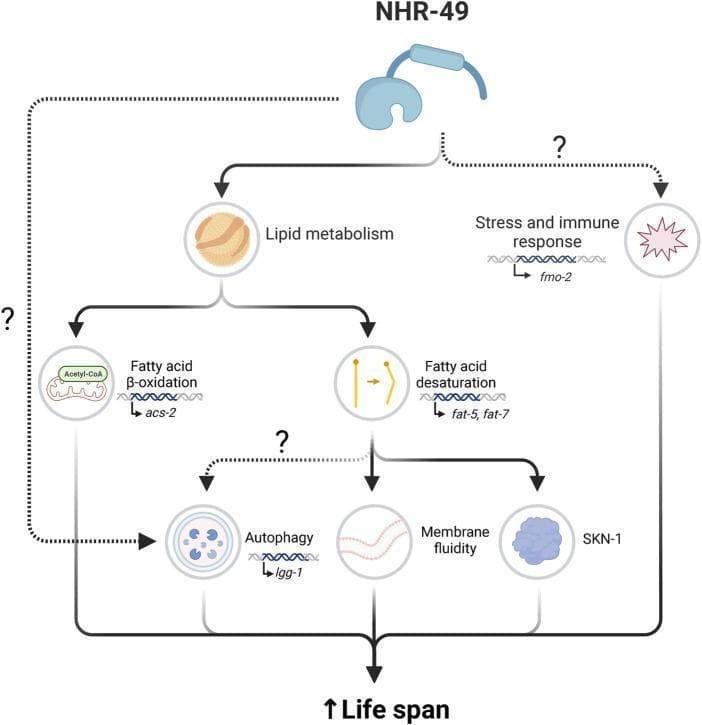 This pathophysiology diagram illustrates the signaling pathways through which the nuclear hormone receptor NHR-49 regulates longevity in C. elegans, serving as a model for metabolic control of lifespan. At the apex, NHR-49 initiates two primary downstream branches: lipid metabolism and stress/immune response. Under the lipid metabolism pathway, NHR-49 upregulates the 'acs-2' gene to facilitate fatty acid beta-oxidation and the 'fat-5' and 'fat-7' genes to promote fatty acid desaturation. These metabolic shifts contribute to membrane fluidity and may interact with the SKN-1 pathway. Additionally, NHR-49 influences the stress and immune response by upregulating 'fmo-2'. The diagram further shows a link to autophagy, indicated by 'lgg-1' regulation. Solid arrows denote established direct pathways, while dotted lines with question marks indicate hypothesized or indirect connections between NHR-49, beta-oxidation, and autophagy. Collectively, these coordinated cellular processes—metabolic homeostasis, enhanced proteostasis (autophagy), and stress resistance—converge to promote an increased lifespan.
