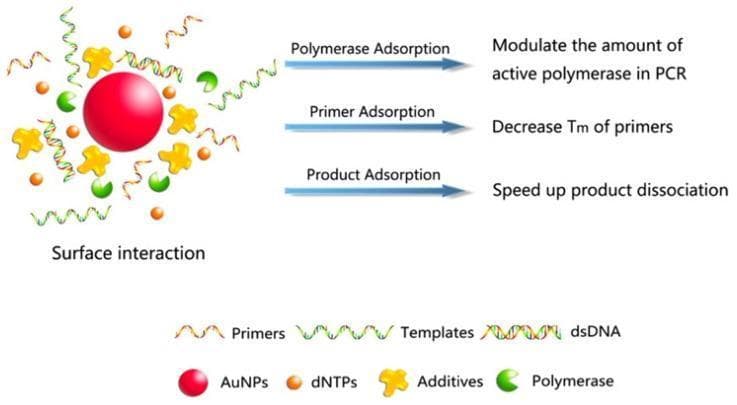 This pathophysiology diagram illustrates the biochemical mechanisms by which gold nanoparticles (Au NPs) enhance Polymerase Chain Reaction (PCR) through surface interactions. The visual depicts a central Au NP surrounded by essential molecular components, including primers (squiggly lines), DNA templates (helical strands), dsDNA products, dNTPs (orange spheres), additives (yellow symbols), and DNA polymerase (green icons). The diagram outlines three specific adsorption-based regulatory mechanisms: 1) Polymerase Adsorption, which modulates the concentration of active enzyme in the reaction; 2) Primer Adsorption, which facilitates a decrease in the melting temperature (Tm) of primers, potentially improving binding specificity; and 3) Product Adsorption, which accelerates the dissociation of double-stranded DNA products. This schematic is designed for advanced biotechnology or medical laboratory students to understand the role of metallic nanoparticles in optimizing molecular diagnostic techniques like nanoPCR, emphasizing how surface chemistry influences enzymatic activity and DNA thermodynamics.