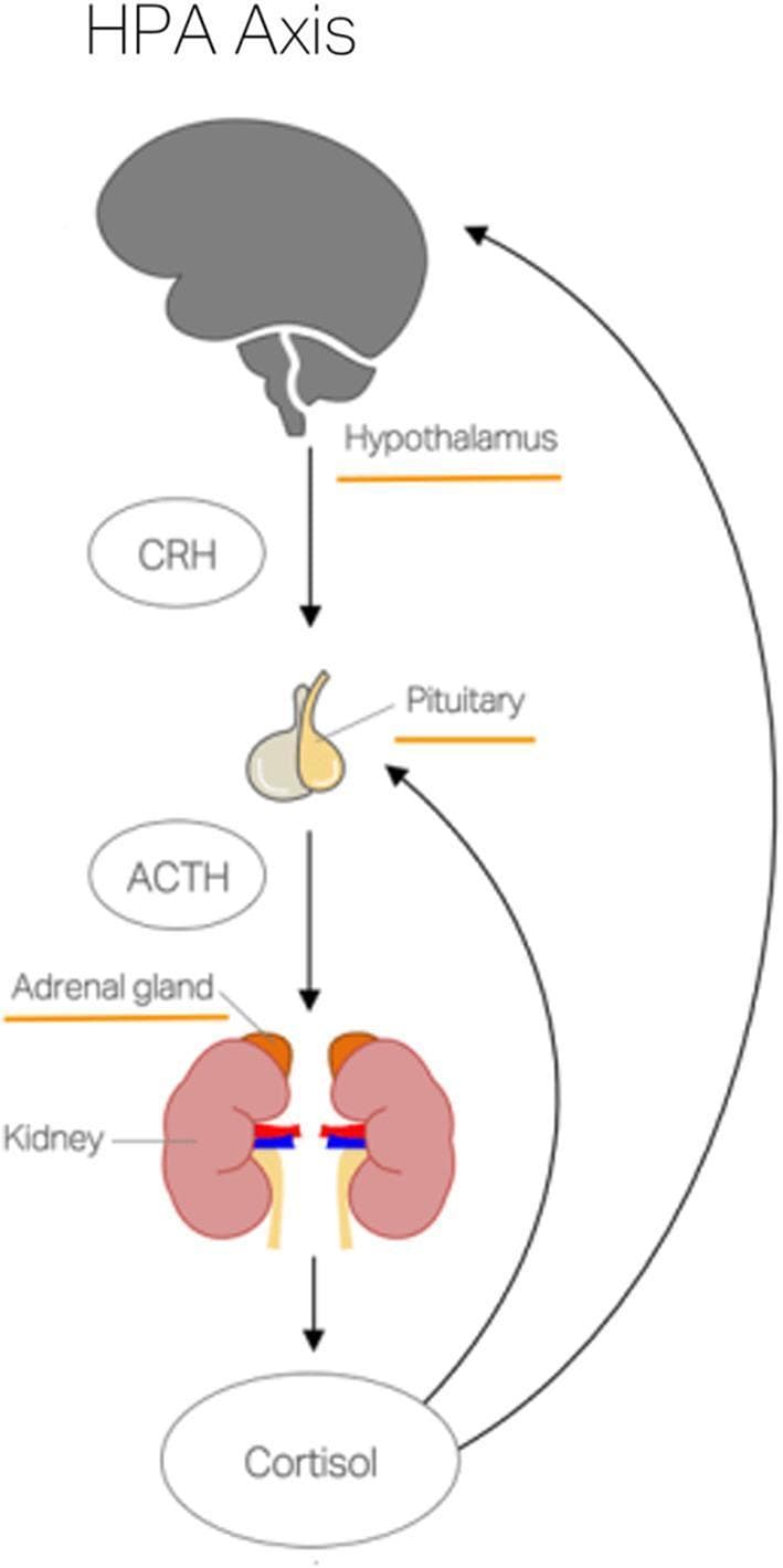 This pathophysiology diagram illustrates the Hypothalamic-Pituitary-Adrenal (HPA) axis, a primary neuroendocrine system involved in the body's stress response. The flowchart begins at the top with a grey-scaled brain highlighting the hypothalamus, which triggers the release of Corticotropin-Releasing Hormone (CRH). A downward arrow leads to the pituitary gland, colored in yellow and grey, representing the secretion of Adrenocorticotropic Hormone (ACTH). ACTH then acts upon the adrenal glands, shown as orange crescent-shaped structures located superior to the reddish-pink bean-shaped kidneys. The final step in the forward pathway is the production of Cortisol from the adrenal cortex. The diagram features long, curved upward-pointing arrows from Cortisol back to both the pituitary gland and the hypothalamus, representing the negative feedback mechanism essential for maintaining systemic homeostasis and regulating hormone levels in response to physiological or psychological stressors.
