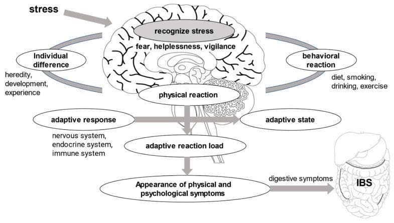 This pathophysiology diagram illustrates the biopsychosocial model of Irritable Bowel Syndrome (IBS), mapping the pathway from psychological stress to gastrointestinal symptoms. Centered on a sagittal-view illustration of the human brain, the flowchart begins with 'stress' triggering a cognitive/emotional recognition phase (fear, helplessness, vigilance). This central processing initiates a 'physical reaction' that interacts with 'individual differences' (heredity, development, experience) and 'behavioral reactions' (diet, smoking, drinking, exercise). The core mechanism involves an 'adaptive response' mediated by the nervous, endocrine, and immune systems, which influences the 'adaptive state' and the 'adaptive reaction load'. The cumulative effect of these physiological and behavioral factors leads to the 'appearance of physical and psychological symptoms,' specifically manifested as 'digestive symptoms' in the lower gastrointestinal tract, labeled as IBS. The diagram serves as an educational tool for understanding the brain-gut axis and the multifactorial nature of functional gastrointestinal disorders, highlighting the integration of genetics, lifestyle, and systemic physiological responses in disease manifestation.