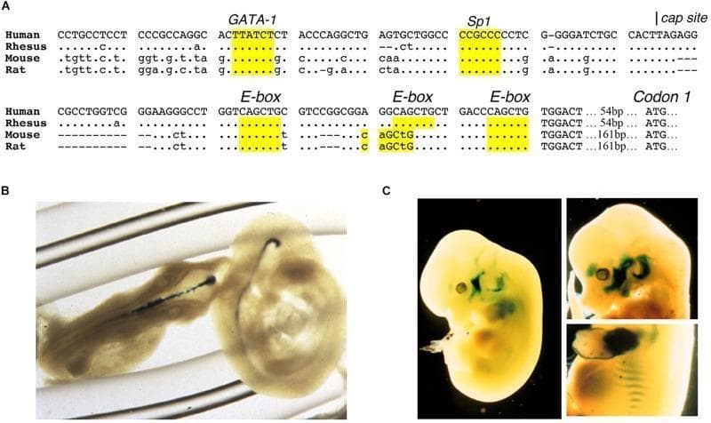 This composite educational graphic details the genetic regulation and spatial expression of the Erythropoietin Receptor (EPOR) gene during development. Panel A displays a genomic sequence alignment comparison between Human, Rhesus, Mouse, and Rat EPOR proximal promoter regions. It highlights conserved regulatory binding sites, including GATA-1, Sp1, and multiple E-box motifs, which are critical for erythroid and non-hematopoietic gene expression. Panels B and C present clinical laboratory photographs of transgenic mouse embryos using a beta-galactosidase reporter system (blue staining) to visualize EPOR promoter activity. Panel B shows expression in the developing embryonic brain at day E9.5. Panel C illustrates a broader expression pattern at embryonic days E12.5 and E13.5, with prominent staining in the visceral (branchial) arches, the bases of the developing forelimbs and hindlimbs, the intercostal rib regions (showing a characteristic striped pattern), and the fetal liver. This image demonstrates that while EPOR is vital for erythropoiesis, its expression is also localized in neural and musculoskeletal tissues during gestation.