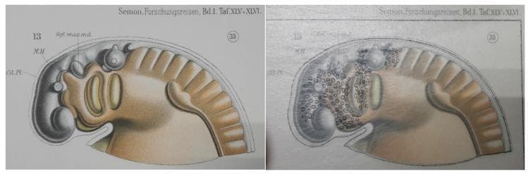 This comparative anatomical diagram illustrates the embryological development of the pharyngeal arches, using a stage 33 lungfish embryo as a model for vertebrate morphogenesis. The image is presented in two panels: the left displays a shaded specimen with key landmarks labeled, including 'Gl. Pl.' (Glandular Plate), 'M.H.' (Midbrain/Mittelhirn), and 'Ggl. max. md.' (Maxillomandibular ganglion). The right panel utilizes a historic transparent overlay method to demonstrate the migration of neural crest cells, represented by small black ovals. These cells are concentrated along the cephalic region and the dorsal-ventral axis of the pharyngeal arches, which appear as segmented bulges. The illustration highlights the pathways of migratory cells from the neural tube into the pharyngeal apparatus, which eventually contribute to the development of the aorticopulmonary septum, cardiac outflow tract, and craniofacial structures. This comparison is an educational resource for developmental biology and embryology, focusing on neural crest cell distribution and the evolution of vertebrate circulatory systems.