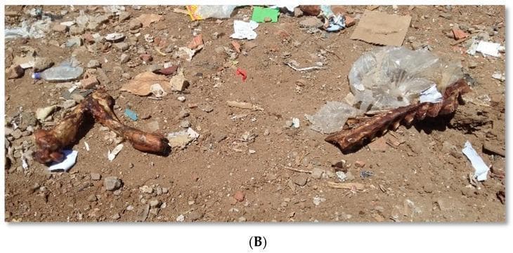 A clinical photograph illustrating biological and environmental health hazards at a landfill site. The image displays discarded beef carcasses in a state of advanced decomposition, characterized by dark brown discoloration and exposure of skeletal elements, including ribs and vertebrae. One specimen is partially wrapped in transparent plastic. The carcasses are surrounded by uncontrolled municipal solid waste, including plastic bottles, paper, and debris. This visual demonstrates critical public health risks related to food safety and environmental hygiene, specifically focusing on potential biological contaminants and zoonotic risks for vulnerable populations, such as waste pickers who may consume scavenged animal remains. The image serves as educational material for community health, environmental medicine, and infectious disease modules, highlighting the interplay between poverty, sanitation infrastructure, and health outcomes.