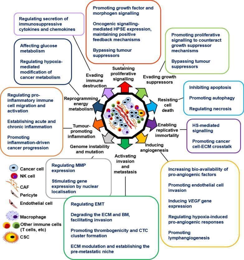 A pathophysiology diagram illustrating the regulatory role of Heparanase (HPSE) in the hallmarks of cancer within the tumor microenvironment (TME). The central graphic depicts a heterogeneous TME containing various cell types including cancer cells, cancer stem cells (CSCs), NK cells, macrophages, T cells, cancer-associated fibroblasts (CAFs), pericytes, and endothelial cells. Radiating from this center are several thematic categories of cancer hallmarks, each linked to specific HPSE-mediated mechanisms: 1) Evading immune destruction (cytokine regulation); 2) Sustaining proliferative signaling (growth factor and feedback signaling); 3) Evading growth suppressors; 4) Resisting cell death (apoptosis inhibition, autophagy); 5) Enabling replicative immortality (HS-mediated signaling); 6) Inducing angiogenesis (VEGF and pro-angiogenic factors); 7) Activating invasion and metastasis (MMP regulation, EMT, and ECM degradation); 8) Genome instability and mutation; 9) Tumor-promoting inflammation; and 10) Reprogramming energy metabolism (hypoxia modification). The diagram serves as a comprehensive educational summary of how HPSE enzymatic and non-enzymatic activities drive oncogenic progression and therapeutic resistance across oncology specialties.
