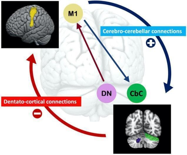 This medical illustration combines functional neuroanatomy diagrams with neuroimaging data to represent the pathways of cerebellar-cerebral functional connectivity. The central diagram outlines two primary circuits: the 'Cerebro-cerebellar connections' and 'Dentato-cortical connections.' The Cerebro-cerebellar pathway is depicted as an excitatory (marked with a '+') afferent circuit originating from the primary motor cortex (M1, highlighted in yellow) and projecting to the cerebellar cortex (CbC, highlighted in green). Conversely, the Dentato-cortical pathway is shown as an inhibitory (marked with a '-') efferent circuit originating from the dentate nucleus (DN, highlighted in purple) and projecting back toward the motor cortex. Two inset images provide anatomical context using MRI data: the top-left inset shows a lateral view of the cerebral cortex with the motor region highlighted in yellow; the bottom-right inset shows a coronal section of the cerebellum with the CbC and DN regions localized. The graphic demonstrates the neurological framework for visuomotor learning, where higher afferent connectivity correlates with accuracy and lower efferent inhibitory signals facilitate learning stability through disinhibition.