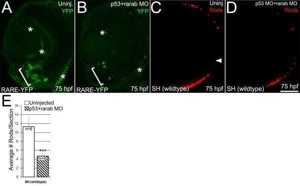 This composite figure illustrates the effect of retinoic acid receptor alpha b (RARαb) knockdown on retinal signaling and rod photoreceptor production in zebrafish embryos at 75 hours post-fertilization (hpf). Panels A and B are immunofluorescence images of RARE-YFP transgenic embryos. Panel A shows robust endogenous RA signaling (green YFP expression) in the ventral retina (bracketed), while Panel B demonstrates a marked reduction in signaling following injection of rarab/p53 morpholino (MO). Asterisks denote non-specific staining. Panels C and D show wildtype (SH) retinal sections labeled with 1D1 rod opsin antibody (red). Uninjected embryos (C) show normal rod distribution, whereas MO-injected embryos (D) exhibit a significant decrease in rod opsin expression. An arrowhead in C identifies the optic nerve head. Panel E is a bar graph quantifying these findings, showing that the average number of rods per section is significantly lower in the p53+rarab MO group (approximately 5 rods/section) compared to the uninjected control (approximately 11 rods/section), with statistical significance indicated by triple asterisks. Scale bar equals 50 μm.