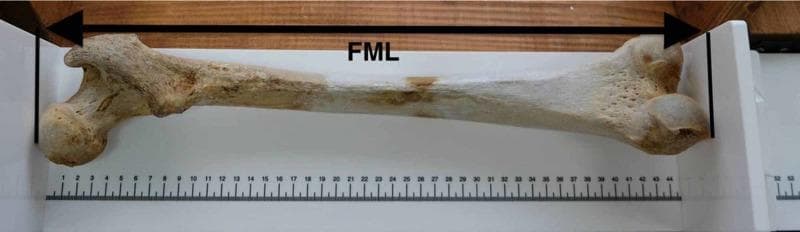 This clinical photograph displays a dry specimen of a right human femur positioned for osteometric analysis. The bone is oriented horizontally on a white osteometric board with its anterior surface facing downward. The proximal end, including the femoral head and greater trochanter, is aligned to the left, while the distal end, showcasing the medial and lateral femoral condyles, is to the right. A double-headed arrow labeled 'FML' (Femur Maximum Length) indicates the measurement span between the most proximal point of the femoral head and the most distal point of the medial femoral condyle. The apparatus includes a linear metric scale for precise quantification. The specimen exhibits natural beige coloration with varying textures: a smooth diaphysis (shaft) and porous, trabecular-rich regions at the epiphyses (ends). This image illustrates standard anthropological and forensic techniques for skeletal measurement, used in stature estimation and morphological study within the fields of anatomy and forensic medicine.