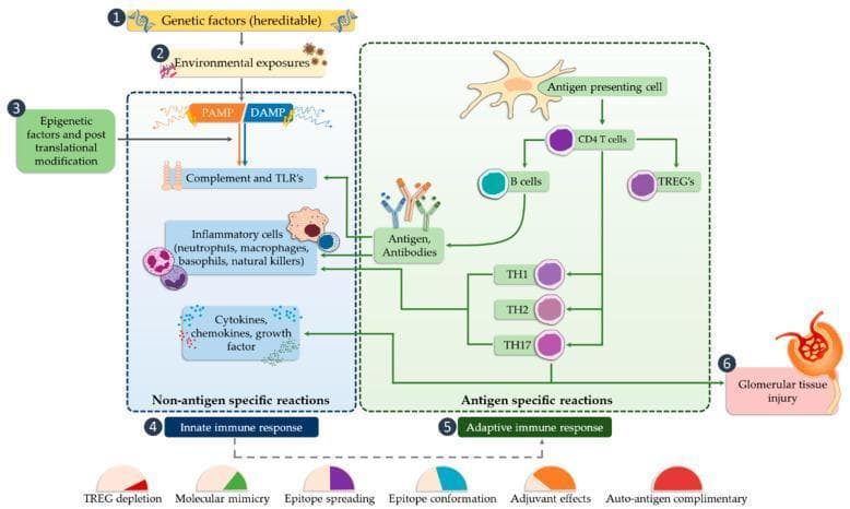 This pathophysiology flow diagram illustrates the multi-step immune signaling pathway leading to glomerular tissue injury in the nephron. The process is initiated by three primary drivers: genetic factors (heritable), environmental exposures, and epigenetic factors coupled with post-translational modifications. These drivers trigger the 'Innate Immune Response' (Non-antigen specific reactions), characterized by the activation of Pathogen-Associated Molecular Patterns (PAMPs) and Damage-Associated Molecular Patterns (DAMPs). This activates the complement system, Toll-Like Receptors (TLRs), and inflammatory cells (neutrophils, macrophages, basophils, NK cells), leading to the release of cytokines, chemokines, and growth factors. The pathway then transitions to the 'Adaptive Immune Response' (Antigen-specific reactions), where antigen-presenting cells activate CD4+ T cells, B cells, and TREGs. Further differentiation into TH1, TH2, and TH17 cells, along with antigen-antibody complex formation, culminates in glomerular tissue injury. The diagram also identifies key mechanisms of immune dysregulation below the main flow, including TREG depletion, molecular mimicry, epitope spreading, epitope conformation, adjuvant effects, and auto-antigen complementarity.