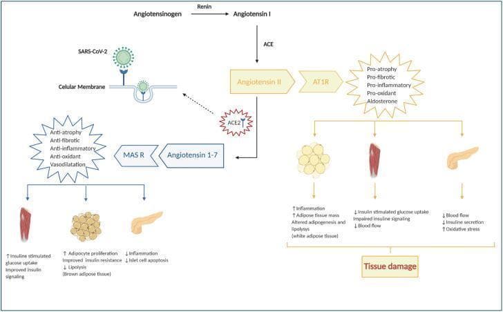 A pathophysiology diagram illustrating the Renin-Angiotensin-Aldosterone System (RAAS) and its deregulation in the context of COVID-19. The diagram outlines two competing metabolic pathways starting from Angiotensinogen. The primary pathway involves Renin converting Angiotensinogen to Angiotensin I, followed by ACE converting it to Angiotensin II. Binding of Angiotensin II to the AT1R receptor triggers pro-atrophy, pro-fibrotic, pro-inflammatory, and pro-oxidant effects, leading to tissue damage in white adipose tissue (increased inflammation and mass), skeletal muscle (impaired insulin signaling and blood flow), and the pancreas (reduced insulin secretion and blood flow). A counter-regulatory pathway shows ACE2 converting Angiotensin II into Angiotensin 1-7, which binds to the MAS receptor (MAS R) to produce protective anti-inflammatory, anti-fibrotic, and vasodilatory effects, improving insulin signaling in muscle and brown adipose tissue while reducing islet cell apoptosis in the pancreas. Critically, the diagram shows SARS-CoV-2 binding to the ACE2 receptor on the cellular membrane, inhibiting this protective pathway and shifting the balance toward tissue damage and systemic inflammation.