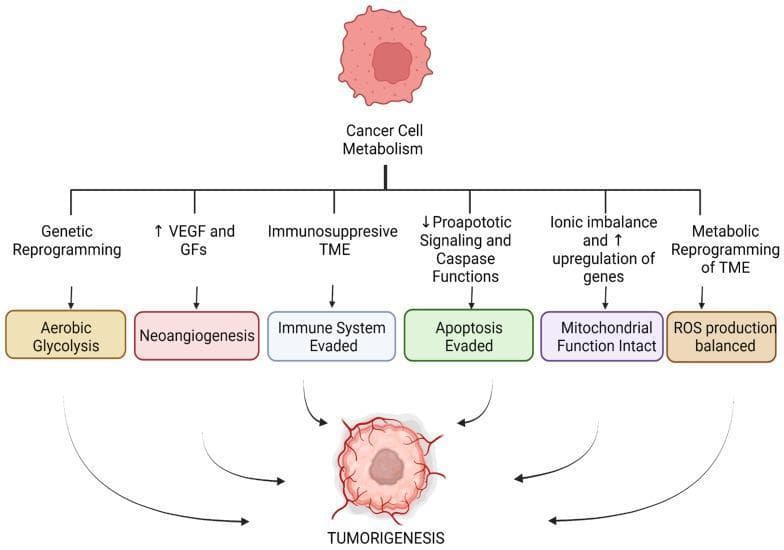 This medical flowchart illustrates the complex pathways of cancer cell metabolism and their contribution to tumorigenesis. At the apex, a single cell icon is labeled 'Cancer Cell Metabolism'. This central concept branches into six primary pathophysiological mechanisms: Genetic Reprogramming, increased VEGF and Growth Factors (GFs), Immunosuppressive Tumor Microenvironment (TME), decreased Proapoptotic Signaling and Caspase Functions, Ionic Imbalance with gene upregulation, and Metabolic Reprogramming of the TME. These mechanisms lead to specific cellular outcomes depicted in colored boxes: Aerobic Glycolysis (the Warburg effect), Neoangiogenesis, Immune System Evasion, Apoptosis Evasion, Maintenance of Mitochondrial Function, and Balanced ROS Production. Arrows from each of these outcomes converge at the bottom towards a node labeled 'TUMORIGENESIS', which is accompanied by an illustration of an advanced tumor mass with visible neovascularization. The diagram serves as an educational summary of the 'Hallmarks of Cancer' related to metabolic and microenvironmental adaptation, emphasizing how these diverse pathways collectively drive malignant progression.