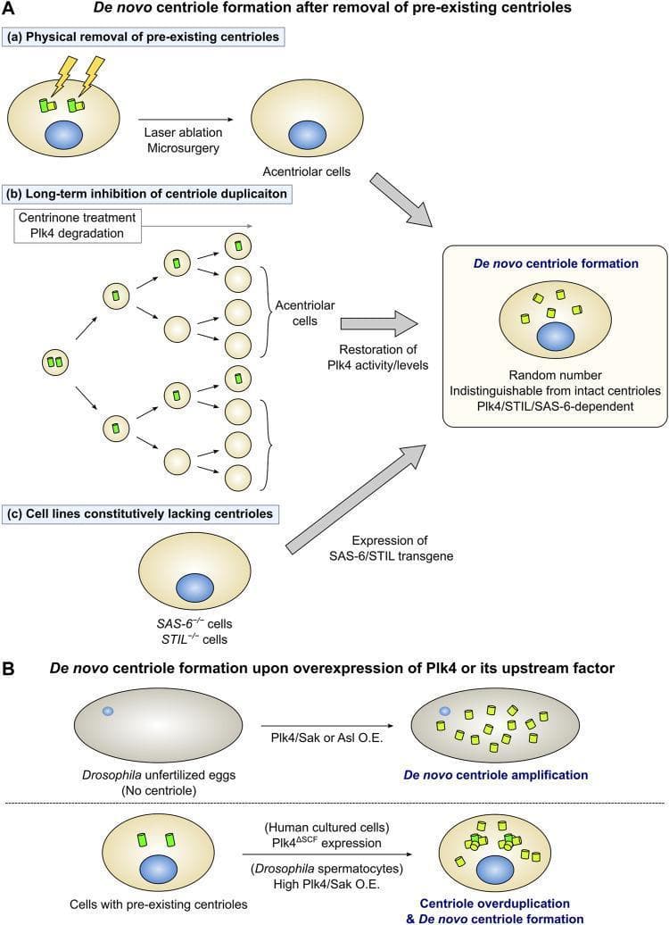 This medical scientific diagram illustrates the mechanisms of de novo centriole formation and centriole overduplication in cellular biology. Section A details pathways leading to de novo formation after centriole removal: (a) physical removal via laser ablation or microsurgery resulting in acentriolar cells, (b) biochemical depletion using centrinone (Plk4 inhibitor) or Plk4 degradation during cell cycling, and (c) genetic induction via SAS-6 or STIL transgene expression in knockout cell lines. All pathways converge on the formation of a random number of new centrioles, a process dependent on Plk4, STIL, and SAS-6 proteins. Section B compares centriole biogenesis under overexpression conditions. In naturally acentriolar Drosophila unfertilized eggs, overexpression of Plk4/Sak or Asl triggers de novo centriole amplification. In contrast, in cells with pre-existing centrioles (e.g., human cultured cells or Drosophila spermatocytes), overexpression of Plk4 mutants (Plk4ΔSCF) or high Plk4/Sak levels leads to both canonical centriole overduplication and independent de novo centriole formation. The diagram highlights key signaling pathway components essential for centrosome biogenesis and cellular inheritance.