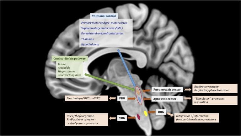 This medical illustration features a T1-weighted sagittal MRI of the human brain overlaid with a diagram of the central regulation of respiratory function. The graphic outlines two primary suprapontine pathways: the 'Volitional control' pathway (originating from the motor cortex, SMA, and thalamus/hypothalamus) and the 'Cortico-limbic pathway' (originating from the insula, amygdala, and hippocampus), both descending toward the brainstem. Within the pons, the Pontine Respiratory Group (PRG) is highlighted, comprising the Pneumotaxic center (responsible for respiratory phase transition) and the Apneustic center (a stimulator promoting inspiration). These centers exert fine-tuning over the medullary respiratory groups. In the medulla, the illustration identifies the Dorsal Respiratory Group (DRG), which integrates peripheral chemoreceptor information, and the Ventral Respiratory Group (VRG), specifically noting the PreBötzinger complex as the central pattern generator. The diagram effectively illustrates the hierarchical neuroanatomical structure of breathing regulation, from cortical modulation to autonomic brainstem control.