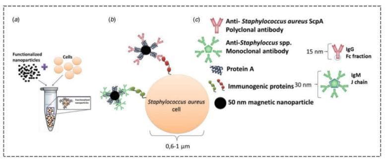This medical diagram illustrates the immunomagnetic detection and capture of Staphylococcus aureus cells using functionalized magnetic nanoparticles (MNPs). The process is divided into three stages: (a) incubation of functionalized 50 nm magnetic nanoparticles with bacterial cells (0.6-1.0 µm) in a microcentrifuge tube; (b) the binding mechanism between MNPs and the bacterial cell wall via specific biological affinities; and (c) a detailed legend of the molecular components involved. The binding is mediated by two types of antibodies: anti-S. aureus ScpA polyclonal antibodies (represented as 15 nm Y-shaped IgG Fc fractions) and anti-Staphylococcus spp. monoclonal antibodies (represented as star-shaped IgM J chains). Additionally, the diagram highlights the role of Protein A and 30 nm immunogenic proteins on the cell surface. This methodology is utilized in clinical diagnostic biosensors for rapid pathogen identification, leveraging high-affinity antibody-antigen interactions to isolate specific bacteria from complex samples for quantification and analysis.