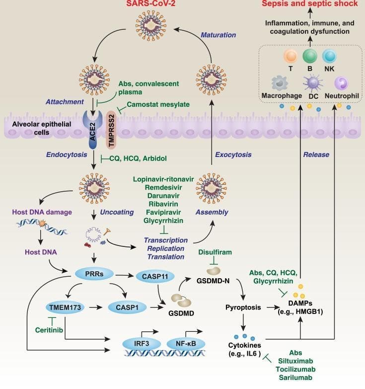 This pathophysiology diagram illustrates the SARS-CoV-2 life cycle and the subsequent host immune response within alveolar epithelial cells. The viral entry phase depicts the attachment of the spike protein to the ACE2 receptor, facilitated by TMPRSS2, followed by endocytosis and uncoating. The replication phase shows viral RNA transcription, translation, and assembly leading to viral maturation and exocytosis. The diagram highlights several pharmacological targets, including Camostat mesylate for protease inhibition, hydroxychloroquine (HCQ) for endocytosis, and Remdesivir or Lopinavir-ritonavir for transcription/translation interference. A secondary pathway describes the inflammatory response: viral components and host DNA damage trigger pattern-recognition receptors (PRRs), activating the TMEM173 and Caspase-1/11 (CASP1/11) pathways. This leads to Gasdermin D (GSDMD)-dependent pyroptosis, releasing damage-associated molecular patterns (DAMPs) and cytokines like IL-6. These mediators activate immune cells—including T cells, B cells, NK cells, macrophages, and neutrophils—potentially resulting in systemic inflammation, coagulation dysfunction, and septic shock. Key transcription factors IRF3 and NF-κB are noted as essential regulators of this hyperinflammatory cascade.