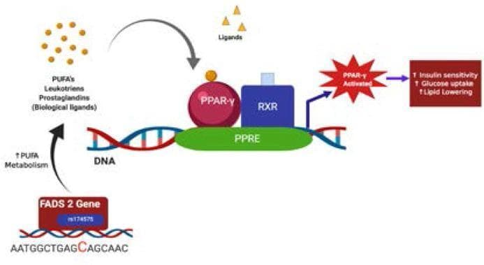 This pathophysiology diagram illustrates the suggestive molecular mechanism of action for the FADS2 gene variant rs174575 (CC homozygote) in relation to metabolic health. The diagram shows a DNA strand containing the FADS2 gene, which promotes increased Polyunsaturated Fatty Acid (PUFA) metabolism. This metabolic process yields biological ligands including PUFAs, leukotrienes, and prostaglandins. These biological ligands, along with other exogenous ligands, bind to and activate the Peroxisome Proliferator-Activated Receptor-gamma (PPAR-γ). The activated PPAR-γ forms a heterodimer with the Retinoid X Receptor (RXR), which then binds to the Peroxisome Proliferator Response Element (PPRE) on the DNA. This nuclear signaling pathway leads to specific physiological outcomes: increased insulin sensitivity, enhanced glucose uptake, and lipid lowering. The visual uses standard biochemical notation to represent the transcriptional regulation involved in lipid and glucose homeostasis, emphasizing the protective role of the wild-type FADS2 genotype against insulin resistance.