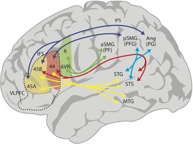 An anatomical diagram illustrating the structural and functional connectivity of language-related regions in the human brain. The schematic uses a lateral view of the cerebral cortex to map pathways between the frontal, parietal, and temporal lobes. Key regions include Broca's area (Brodmann areas 44 and 45A/B) within the ventrolateral prefrontal cortex (VLPFC), the inferior parietal lobe (areas PF/aSMG, PFG/pSMG, and PG/Ang), and the superior and middle temporal gyri (STG, MTG, STS). Color-coded arrows represent distinct neural fasciculi: red arrows denote the arcuate fasciculus (AF) connecting the posterior temporal lobe to areas 44 and 45B; dark blue arrows represent the superior longitudinal fasciculus (SLF) connecting the angular and supramarginal gyri to the VLPFC; and yellow arrows indicate the ventral pathway via the extreme capsule connecting the anterior temporal lobe to Broca's region. Light blue arrows show connections between the temporal and parietal lobes via the middle longitudinal fasciculus. This diagram demonstrates the dual-stream model of language processing, highlighting dorsal and ventral integration.