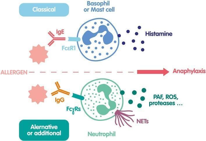An educational pathophysiology diagram illustrating the 'Classical' and 'Alternative or Additional' cellular pathways leading to anaphylaxis. The top section depicts the classical pathway where an allergen binds to IgE, which is anchored to the FcεRI receptor on a basophil or mast cell. This activation results in degranulation and the release of histamine. The bottom section shows an alternative pathway involving a neutrophil. Here, the allergen interacts with IgG antibodies bound to FcγRs receptors. Neutrophil activation triggers the release of various inflammatory mediators including Platelet-Activating Factor (PAF), Reactive Oxygen Species (ROS), proteases, and Neutrophil Extracellular Traps (NETs). Morphologically, the basophil/mast cell is shown with a bilobed nucleus and blue granules, while the neutrophil is depicted with a characteristic multi-lobed nucleus and purple, web-like NET projections. The diagram highlights different immunological components (IgE vs. IgG) and effector cells contributing to the systemic response of anaphylaxis.