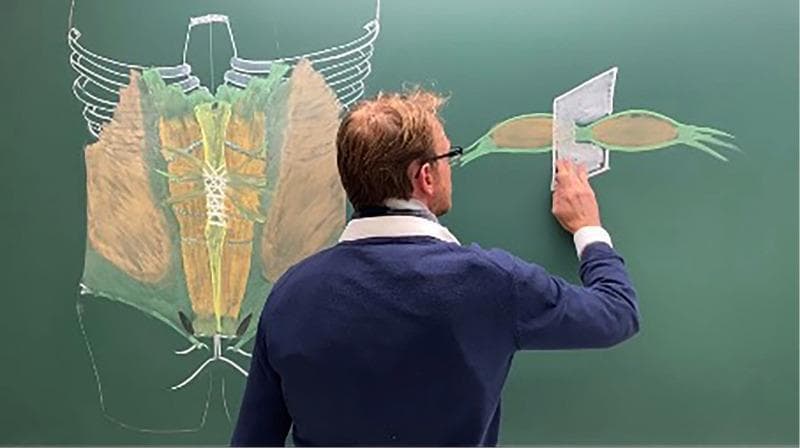 This educational image depicts a medical professional presenting anatomical diagrams of the anterior abdominal wall on a green chalkboard. The primary diagram on the left illustrates the musculoskeletal anatomy of the trunk, featuring a white outline of the inferior rib cage, sternum, and pelvis. The muscular layers are color-coded: the rectus abdominis is shown in yellow/tan along the midline, divided by the linea alba, with horizontal tendinous inscriptions clearly marked. Lateral to this, the external and internal oblique muscles are represented in brown, while green shading indicates the surrounding fascial planes, including the transversalis fascia. The right side of the board features a detailed cross-sectional or isolated diagram of a muscle belly (likely rectus abdominis or an oblique), highlighting its fusiform shape, green fascial envelope, and tendinous distal attachments. A physical cutout representing a surgical mesh or anatomical plane is positioned over this muscle to demonstrate Abdominal Wall Reconstruction (AWR) techniques or hernia repair principles. This visual is used for postgraduate surgical education, emphasizing applied anatomy in groin and incisional hernia surgery.