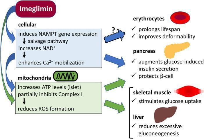 This pathophysiology diagram illustrates the multi-organ mechanism of action of Imeglimin, a novel oral antidiabetic agent. The visual is divided into two primary functional pathways: cellular and mitochondrial. The cellular pathway (blue box) shows Imeglimin inducing NAMPT gene expression, activating the NAD+ salvage pathway, and enhancing Ca2+ mobilization. The mitochondrial pathway (green box) highlights increased ATP production in pancreatic islets, partial inhibition of mitochondrial respiratory chain Complex I, and subsequent reduction in Reactive Oxygen Species (ROS) formation. These mechanisms lead to specific clinical outcomes across four organ systems: in erythrocytes, it is hypothesized to prolong lifespan and improve deformability; in the pancreas, it augments glucose-induced insulin secretion and protects beta cells; in skeletal muscle, it stimulates glucose uptake; and in the liver, it reduces excessive gluconeogenesis. The diagram effectively synthesizes pharmacological signaling with systemic metabolic benefits for type 2 diabetes management.