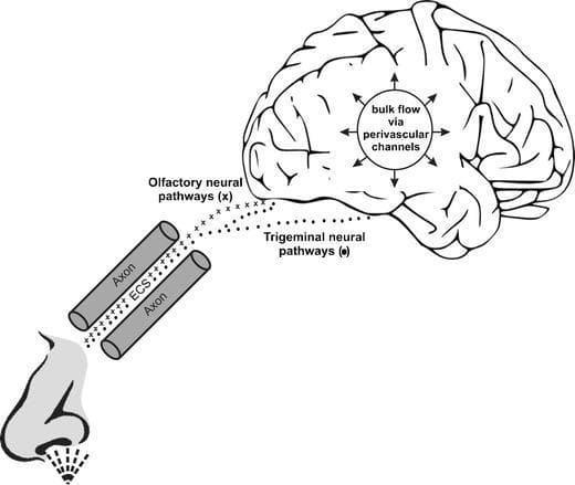 A pathophysiology diagram illustrating the pathways for nose-to-brain drug delivery. The schematic shows a human nasal cavity at the base, leading to two primary neural pathways: the olfactory and trigeminal nerves. The diagram highlights both intracellular transport via axons and extracellular transport through the extracellular space (ECS) between axons. The olfactory neural pathways (marked with 'x') are shown entering the anterior brain region. In contrast, the trigeminal neural pathways (marked with dots) provide broader access, entering both anterior and posterior regions, including the pons and cribriform plate areas. Once inside the central nervous system, a central circular annotation indicates the distribution of substances through 'bulk flow via perivascular channels,' characterized by outward-pointing arrows. This illustration serves as an educational model for neuro-pharmacology and intranasal therapeutics, emphasizing the mechanisms by which CNS-targeted drugs bypass the blood-brain barrier via cranial nerve pathways.
