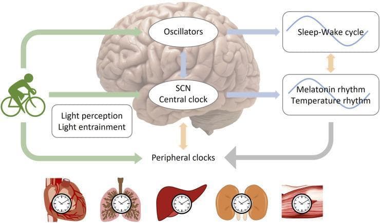 A pathophysiology diagram illustrating the mechanisms of circadian rhythm entrainment by light and physical exercise. The central feature is a human brain model highlighting the Suprachiasmatic Nucleus (SCN) as the 'Central Clock' and secondary 'Oscillators.' These central structures regulate physiological sine-wave rhythms, including the sleep-wake cycle, melatonin secretion, and body temperature. The diagram shows external zeitgebers, specifically light perception/entrainment and physical exercise (represented by a cyclist), providing input to the SCN and peripheral clocks. The 'Peripheral Clocks' are depicted through anatomical illustrations of the heart, lungs, liver, kidneys, and skeletal muscle, each containing a clock face symbol. Bidirectional arrows indicate complex feedback loops between central brain regions, systemic rhythms, and peripheral organ systems, demonstrating how exercise and light synchronize multi-organ biological clocks. This visual is designed for medical education regarding chronobiology and the physiological impact of lifestyle interventions on human homeostasis.