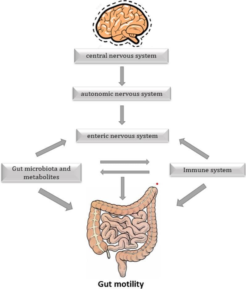 This pathophysiology diagram illustrates the multi-system regulation of human gut motility, focusing on the gut-brain-microbiota axis. The diagram follows a hierarchical structure: the Central Nervous System (represented by a brain icon) influences the Autonomic Nervous System, which in turn acts upon the Enteric Nervous System. The Enteric Nervous System maintains a bidirectional relationship with both the Immune System and the Gut Motility (represented by an illustration of the intestines). Two additional external factors are shown directly influencing this pathway: 'Gut microbiota and metabolites' (such as bile acids, SCFAs, and IPA) and the 'Immune System.' The microbiota and metabolites are shown to have a bidirectional interaction with the Enteric Nervous System and a direct unidirectional influence on gut motility. The Immune System also exhibits bidirectional interaction with the Enteric Nervous System and a direct unidirectional influence on gut motility. The diagram demonstrates the complex integration of neural, immunological, and microbial factors in maintaining or altering gastrointestinal function, particularly in clinical contexts like postoperative ileus.