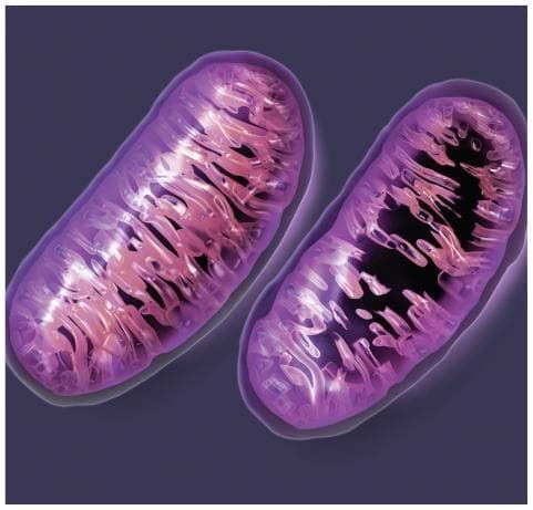 This anatomical diagram depicts the internal structure of two mitochondria, the primary organelles responsible for cellular energy production. The visualization highlights the distinctive double-membrane architecture essential for metabolic function. Each capsule-shaped organelle features a smooth outer membrane and a highly folded inner membrane, forming structures known as cristae. These looping, pink-to-purple-toned folds are shown occupying the majority of the internal matrix space, which is critical for increasing the surface area available for the electron transport chain and ATP synthesis. The illustration serves as an educational model for cellular biology, emphasizing normal mitochondrial morphology. It provides a visual baseline for understanding mitochondrial dysfunction, which is implicated in numerous conditions including metabolic disorders, neurodegenerative diseases like Alzheimer's and Parkinson's, and cardiovascular disease. The dark background and highlighting focus attention on the complex internal compartmentalization necessary for efficient oxygen and glucose conversion into cellular energy.