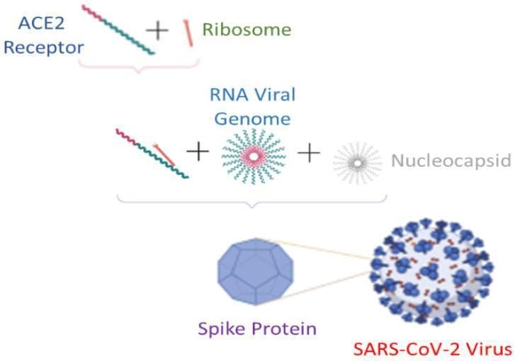 This pathophysiology diagram illustrates the process of SARS-CoV-2 viral self-assembly and structure formation. The visual identifies key molecular components, starting with the interaction between the ACE2 receptor and a ribosome. The pathway progresses to show the synthesis and assembly of the RNA viral genome and the nucleocapsid. Centrally, the diagram focuses on the 'Spike Protein,' which is depicted as a blue, multifaceted polygonal structure. The final stage shows the assembled 'SARS-CoV-2 Virus,' represented as a spherical gray particle with blue spike proteins protruding uniformly from its surface. The illustration utilizes a symbolic flowchart format to teach the relationship between host cell components and viral structural proteins. This content is relevant for immunology and virology, specifically demonstrating the morphological features of the coronavirus and its dependence on host cellular machinery for assembly.