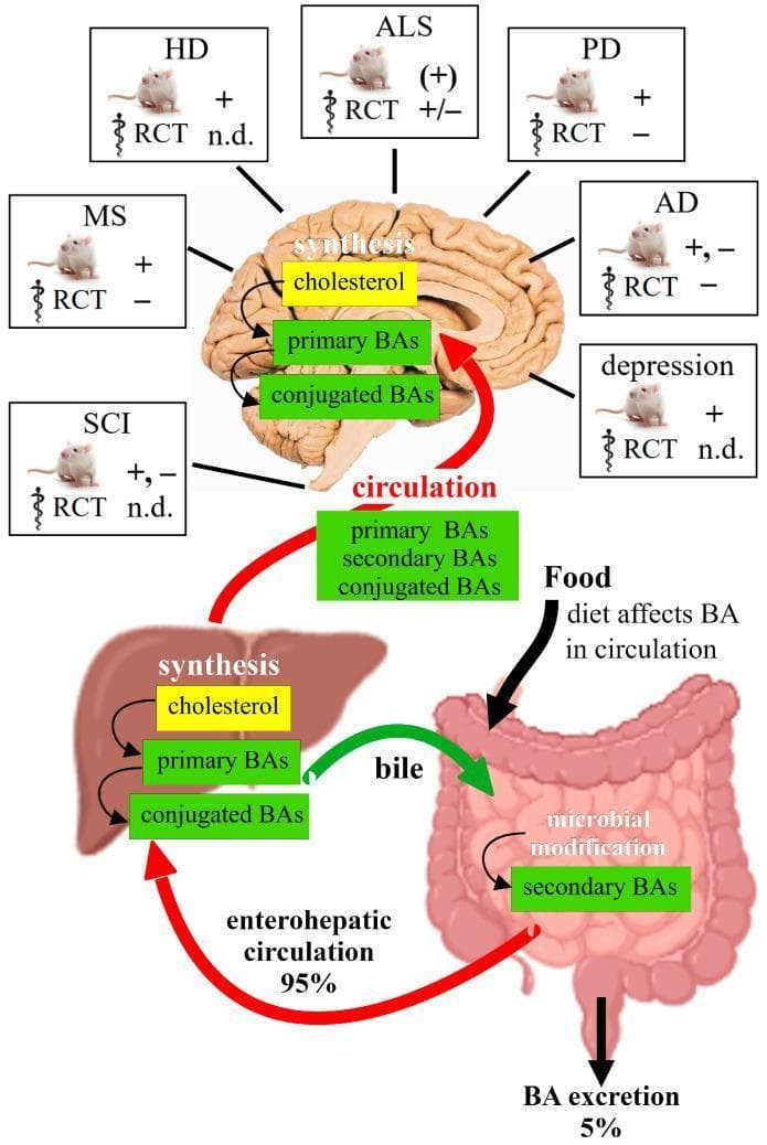 This medical infographic illustrates the gut-brain-liver axis focusing on bile acid (BA) synthesis and circulation. In the liver, cholesterol is converted into primary BAs and conjugated BAs, which are then released via bile into the intestines. In the gut, microbial modification transforms them into secondary BAs; 95% are reabsorbed through the enterohepatic circulation, while 5% are excreted. A systemic circulation pathway shows primary, secondary, and conjugated BAs reaching the Central Nervous System (CNS). The diagram suggests local synthesis of cholesterol and BAs may also occur within the brain. Surrounding the central physiological diagram are boxes detailing therapeutic research for various neuropathologies, including Multiple Sclerosis (MS), Huntington's Disease (HD), Amyotrophic Lateral Sclerosis (ALS), Parkinson's Disease (PD), Alzheimer's Disease (AD), Spinal Cord Injury (SCI), and depression. Each box indicates treatment efficacy in animal models (+) and Randomized Clinical Trials (RCT), with signs denoting positive effects (+), no effect (-), or no data available (n.d.).