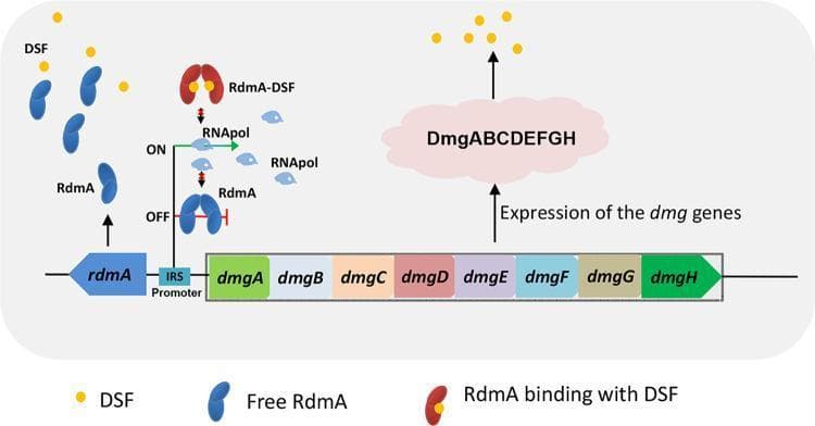 This pathophysiology diagram illustrates the regulatory mechanism of the dmg gene cluster via the Diffusible Signaling Factor (DSF) positive feedback mechanism in bacterial cell signaling. The diagram depicts a genetic locus containing the 'rdmA' gene upstream of an 'IRS Promoter', followed by a downstream operon containing 'dmgA-H' genes. The visual logic demonstrates two states of transcriptional regulation: an 'OFF' state where free RdmA dimers (blue bean-shaped structures) bind to the IRS promoter to repress transcription, and an 'ON' state triggered by the quorum-sensing signal DSF (yellow dots). In the presence of DSF, RdmA binds to the signaling molecules to form a 'RdmA-DSF' complex (two-lobed reddish structure), which prevents the regulator from binding to the promoter. This dissociation allows RNA polymerase (RNApol) to initiate the expression of the dmg genes (dmgA through dmgH), leading to the production of the DmgABCDEFGH enzyme complex responsible for DSF degradation. This model highlights a transcriptional repression-induction system essential for bacterial quorum quenching and metabolic signaling.