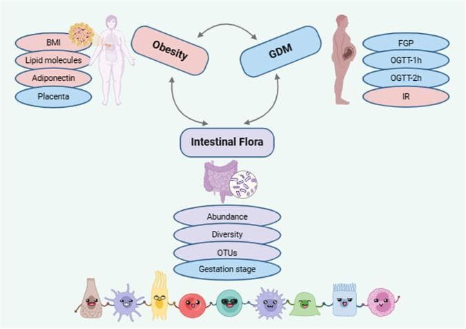 A medical conceptual diagram illustrating the tripartite relationship between Intestinal Flora, Obesity, and Gestational Diabetes Mellitus (GDM). The diagram uses a triangular configuration with bidirectional arrows to signify the mutual influence among these three metabolic states. The 'Intestinal Flora' component is associated with microbial metrics including abundance, diversity, Operational Taxonomic Units (OTUs), and the gestation stage. 'Obesity' is visually represented by an overweight silhouette and linked to physiological markers: Body Mass Index (BMI), lipid molecules, adiponectin, and the placenta. 'GDM' is represented by a silhouette of a pregnant individual and associated with diagnostic clinical indicators: Fasting Plasma Glucose (FGP), 1-hour Oral Glucose Tolerance Test (OGTT-1h), 2-hour OGTT (OGTT-2h), and Insulin Resistance (IR). The educational focus of the illustration is the role of the gut microbiome in the pathophysiology of metabolic diseases during pregnancy, highlighting how changes in gut bacteria can correlate with and potentially influence maternal adiposity and glucose regulation.