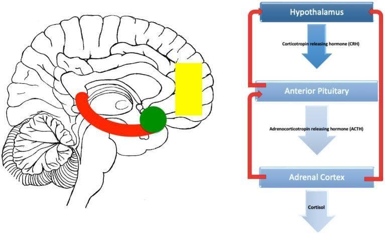 A combined anatomical diagram and physiological flowchart illustrating the regulation of the Hypothalamic-Pituitary-Adrenal (HPA) axis. On the left, a midsagittal line drawing of the human brain highlights three key neuroanatomical regions involved in stress processing: the hippocampus (indicated by a red curved shape), the amygdala (represented by a green circle), and the medial prefrontal cortex (depicted as a yellow rectangle). On the right, a vertical flowchart outlines the neuroendocrine cascade of the HPA axis. The pathway originates at the Hypothalamus, which releases Corticotropin-releasing hormone (CRH) to stimulate the Anterior Pituitary. The pituitary then secretes Adrenocorticotropic hormone (ACTH), which acts on the Adrenal Cortex to stimulate the production and release of Cortisol. Red lateral arrows indicate negative feedback loops from the adrenal cortex and pituitary back to the hypothalamus. The diagram serves as an educational tool to explain how cortical and limbic structures modulate the hormonal stress response pathway.