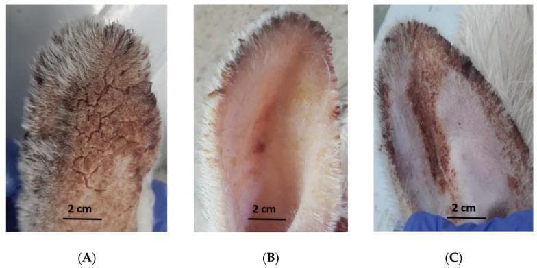 This clinical photograph displays a comparative macroscopic examination of rabbit ears affected by sarcoptic mange (Sarcoptes scabiei) across three experimental groups. Panel A (Control) demonstrates severe clinical manifestations of mange, characterized by extensive brownish discoloration, thick hyperkeratotic crusts, and a 'cracked-mud' skin texture indicating heavy scale formation and chronic inflammation. Panel B (Coconut Seed Extract group) shows a significant therapeutic response, featuring smooth, pinkish skin with a near-complete absence of scabs and scales, suggesting effective resolution of the parasitic infestation and tissue healing. Panel C (Ivermectin group) depicts an intermediate clinical state; while there is an improvement compared to the control, residual erythematous patches and localized scabbing remain visible, particularly along the ear margins. The image illustrates the efficacy of different scabicidal treatments on skin integrity, inflammatory response, and epithelial recovery in a zoonotic dermatological model. Key educational concepts include the morphology of parasitic dermatitis, hyperkeratosis, and macroscopic evaluation of wound healing.